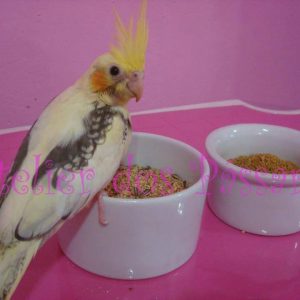 Comedouro em Porcelana