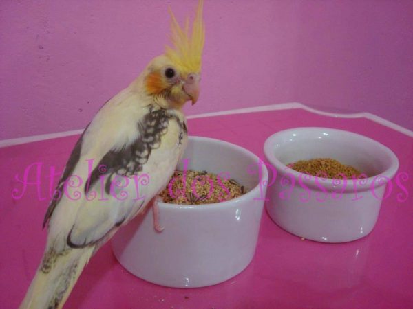 Comedouro em Porcelana