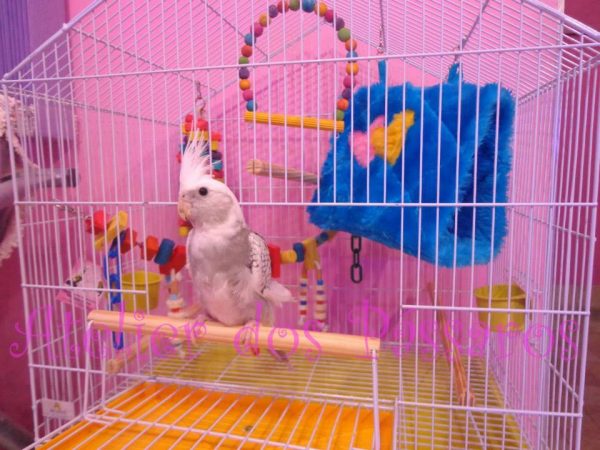 Cabaninha em Pelúcia para Calopsitas - Image 2