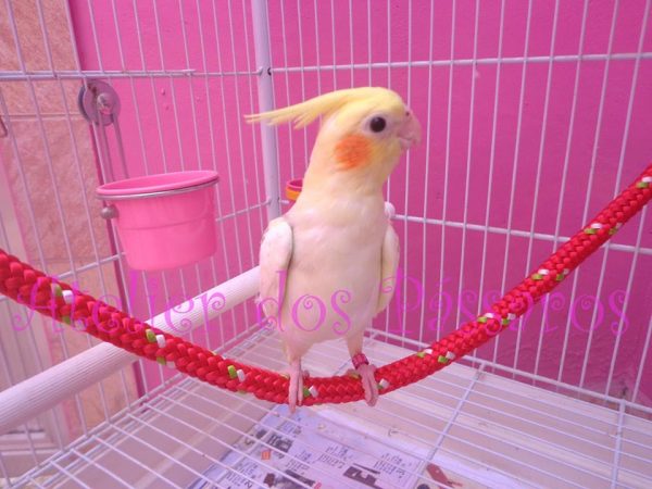 Corda de 50cm - Image 2