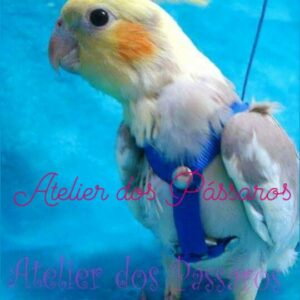 Calopsita de Peitoral com Guia Azul