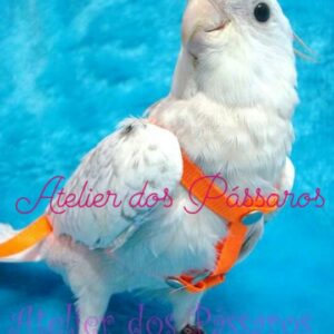 Calopsita de Peitoral com Guia Laranja