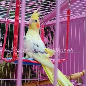 Espreguiçadeiras para Calopsitas (Em Uso)